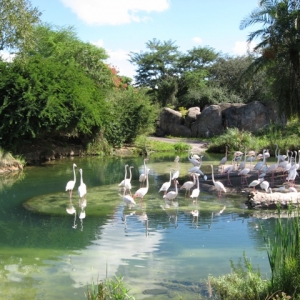 Animal Kingdom Flamingos 10-2007
