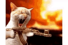 kitty-machine-gun.gif