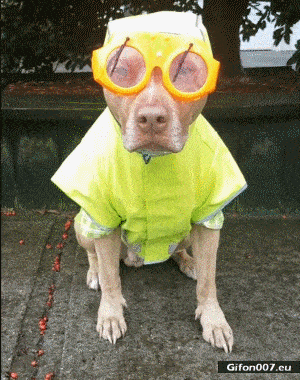 Funny-Dog-Rainy-Day-Glasses-Video-Gif.gif
