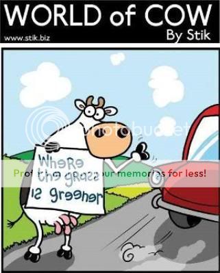 cow_grass_is_greener.jpg