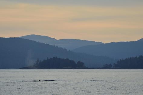 jonathan-kingston-a-fin-whale-earth-s-second-largest-animal-swimming-in-hecate-strait-at-sunset.jpg