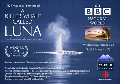 a_killer_whale_called_luna_bbc_natural_world_documentary.jpg