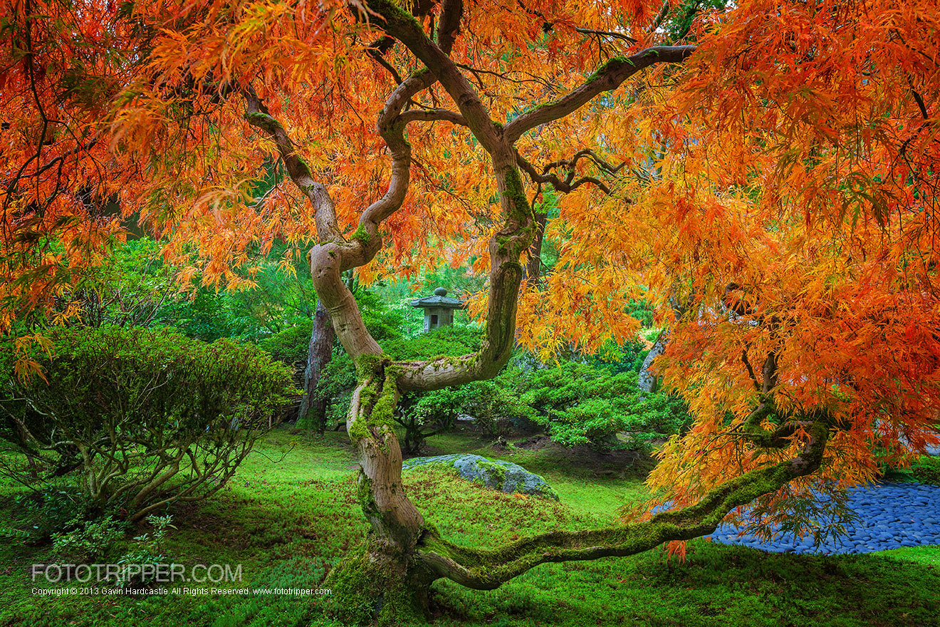 maple-trees-of-portland-japanese-garden.jpg